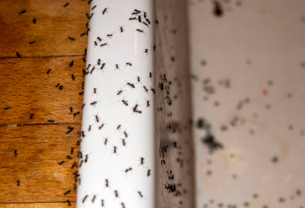 Professional Pest Control in Bardstown, KY