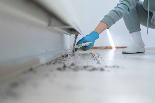 Wasp Removal Services in Bardstown, KY